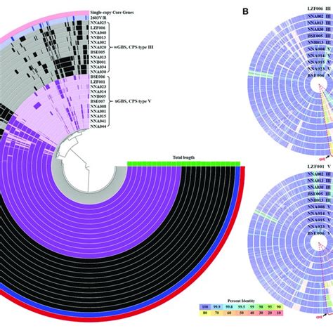 The Pan Genome And Comparison Of SGBS And WGBS Genomes A Anvi O