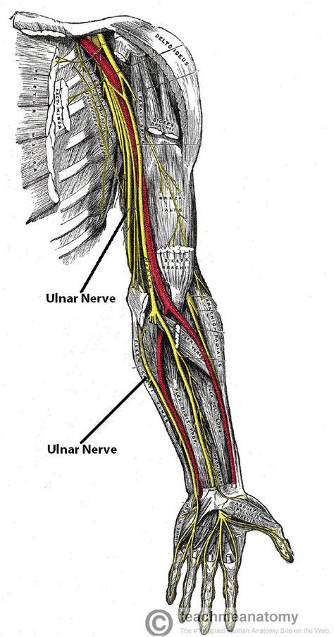 Ulnar Nerve Pathway Ulnar Nerve Median Nerve Peripheral Neuropathy