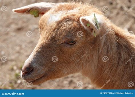 Portrait Of A Pet Goat Stock Photo Image Of Dwarf Friendly 248075206