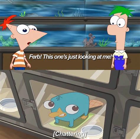 Perry Looking At Phineas Meme Generator Template Soupmemes