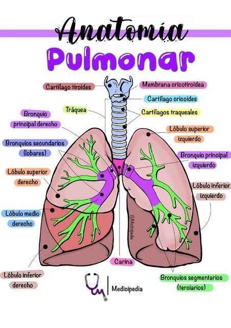 Anatom A Pulmonar Humana Absceso Pulmonar Ilustraci N Del Vector The