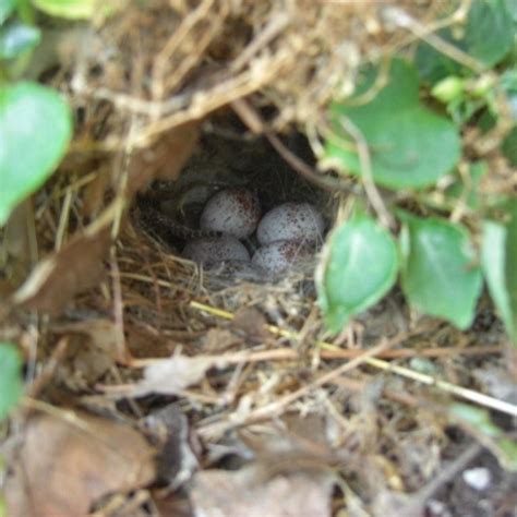 hanging bird nest identification