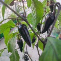 Chili Cascabel Capsicum Annuum Samen