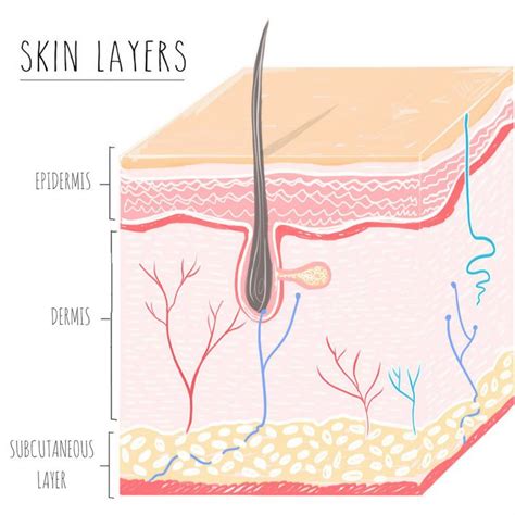 Skin Care Basics Your Guide To Healthy Skin In 2024 Skin Care Basics