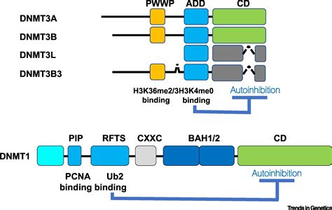 Navigating The Dna Methylation Landscape Of Cancer Trends In Genetics