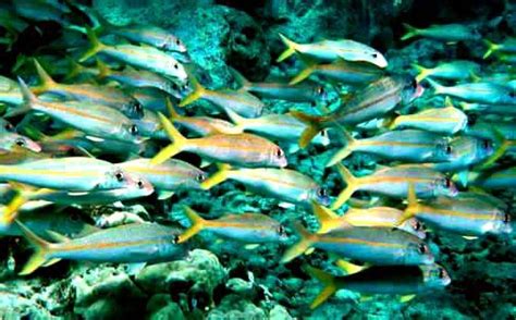 Goatfish | Mullet, Wrasse & Parrotfish | Britannica