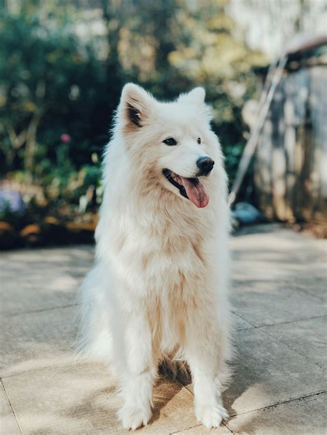 Long Coated White Dog Photo Free Dog Image On Unsplash