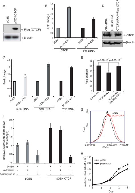 Figure 1 From Ribosomal RNA Gene Transcription Mediated By The Master