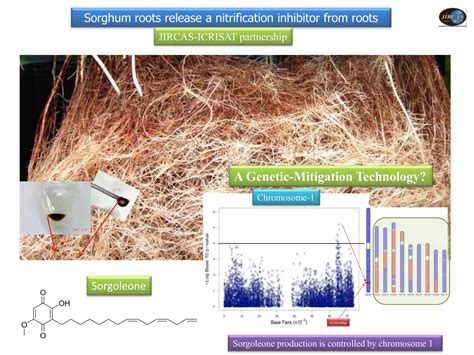 Biological Nitrification Inhibition Bni In Plants Implications For