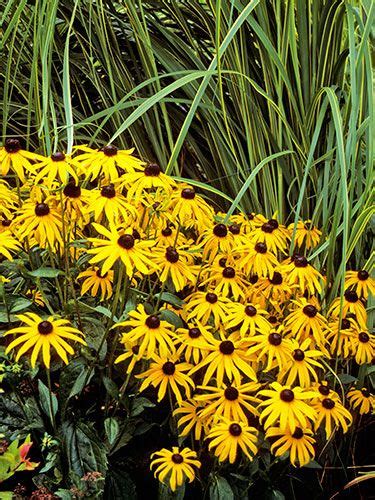 Plants That Give You More Bang For Your Buck Landscaping Plants