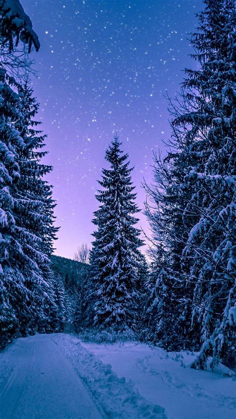 Starry Forest Wallpapers Top Free Starry Forest Backgrounds