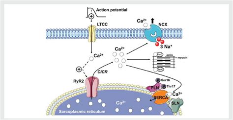 Excitation Contraction Coupling During Each Action Potential Calcium