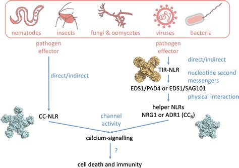 Biochemical Society Transactions NLR Immune Re