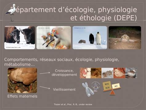 Ppt Comportements R Seaux Sociaux Cologie Physiologie