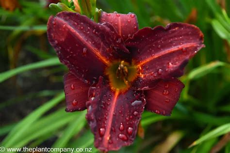 Hemerocallis Sweet Hot Chocolate Free Freight Option