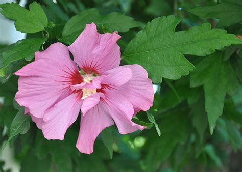 Fleurs De Bach Stress Sommeil La Chapelle Gauthier En Seine Et