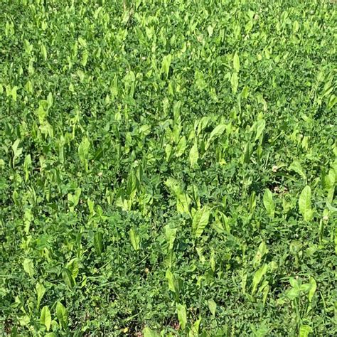 Ridgeline Clover Chicory Happy Hunter Food Plot Services Llc