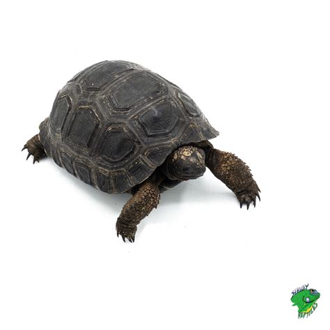 Aldabra Tortoise - baby - Strictly Reptiles Inc.