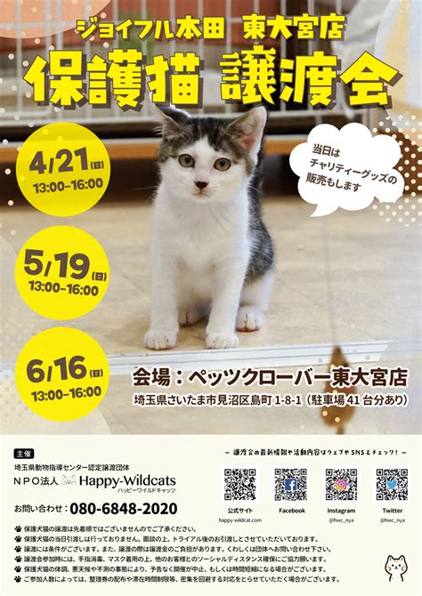 2024年4〜6月の保護猫譲渡会のお知らせ Npo法人 Happy Wildcats