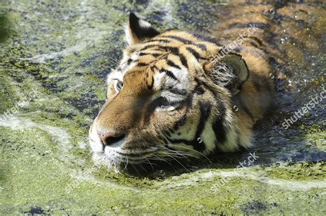 Siberian Tiger Swimming Pool Compund Schoenbrunn Editorial Stock Photo