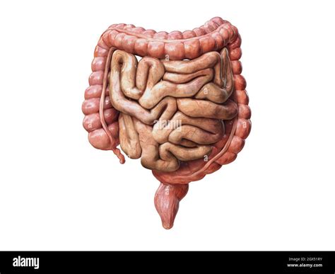 Intestino Crasso E Piccolo Isolato Su Bianco Anatomia Del Sistema