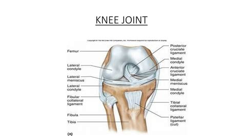 Ppt Knee Joint Powerpoint Presentation Free Download Id11679406