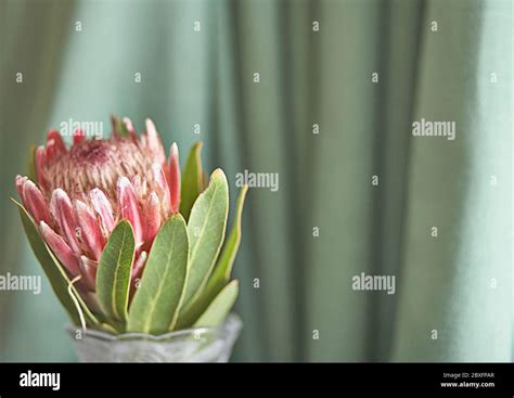 South African King Protea Flower Indoors Against A Green Background In