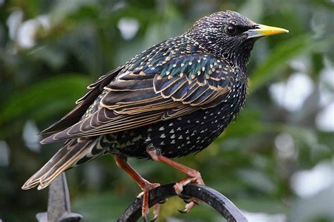 Starling Bird