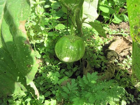 Cambodian Green Giant Eggplant Asia Seeds