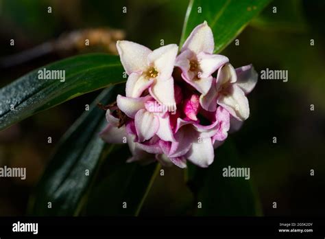 Daphne Odora Hi Res Stock Photography And Images Alamy