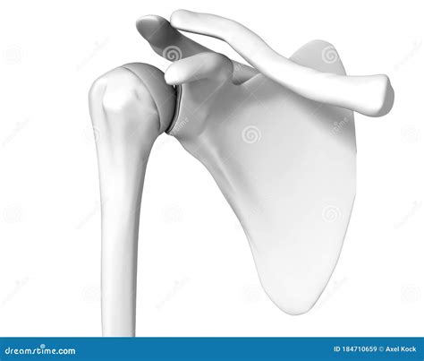 3d Scapula Anatomy