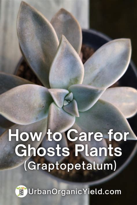 Types Of Graptopetalum Ghost Plants Succulents Artofit