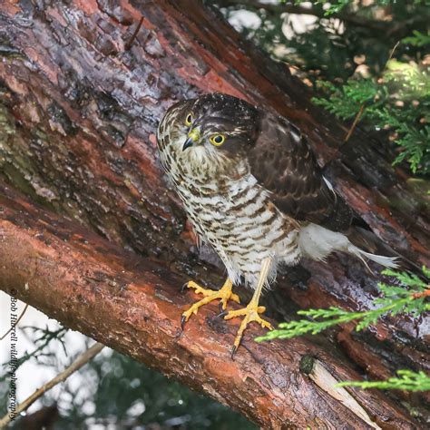 Sparrowhawk Bob Hurrell Wildlife Flickr