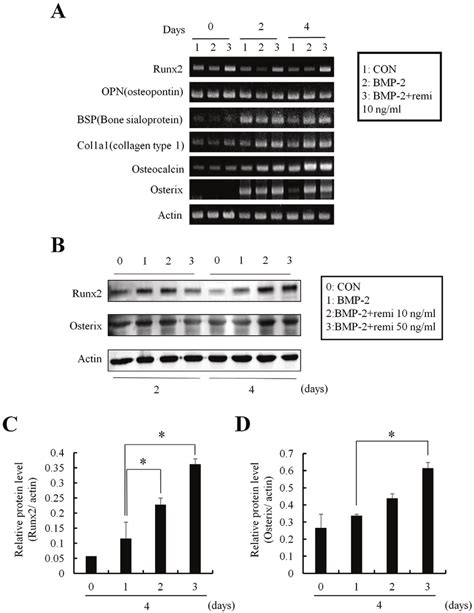 The Expression Of Runx And Osterix Was Increased By Remifentanil A