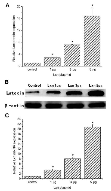 Lxn Expression In Cd133 Positive Mia Paca 2 Pancreatic Tumor Cells Lxn