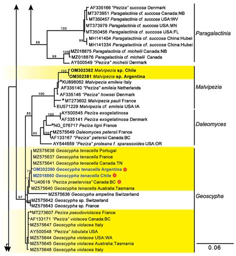 Continuation Maximum Likelihood Phylogeny Based On Analysis Of 28s Download Scientific