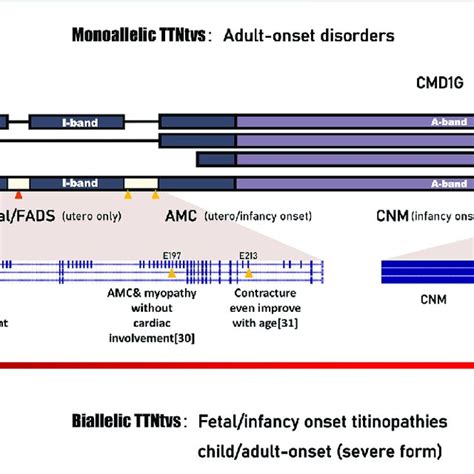 TTN variants and minigene studies of mRNA splicing following transient... | Download Scientific ...