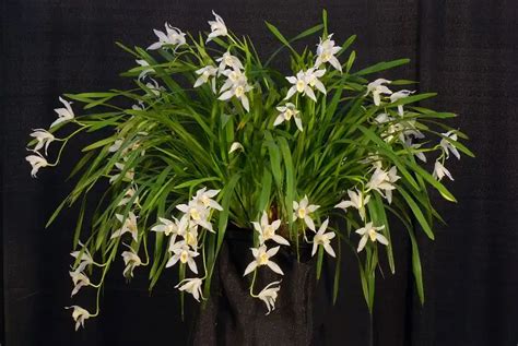 Cymbidium Orchid Propagation Care And Problems The Gardening