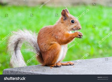 Cute And Cuddly Squirrel Sitting In The Park Stock Photo 34255372