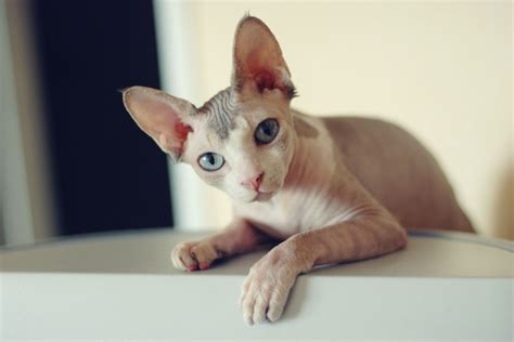 150 Best Cat Names for Sphynx Cats - Cats.com