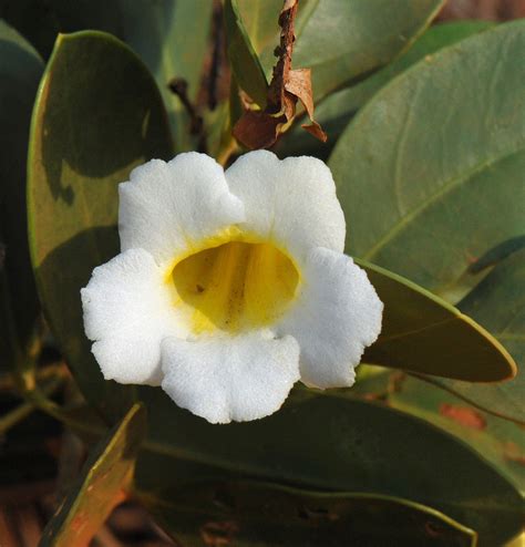 Anemopaegma glaucum desde Cuiabá State of Mato Grosso Brazil el 11