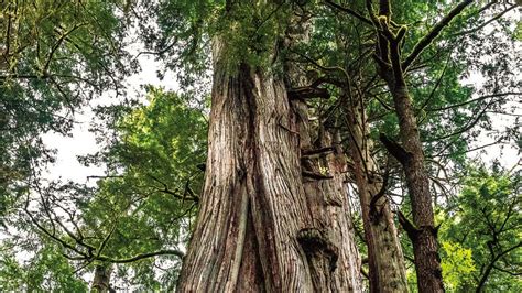 Growing The Bc Big Tree Registry Ubc Forestry