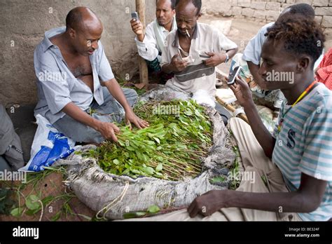 Khat Leaves Stock Photos & Khat Leaves Stock Images - Page 2 - Alamy