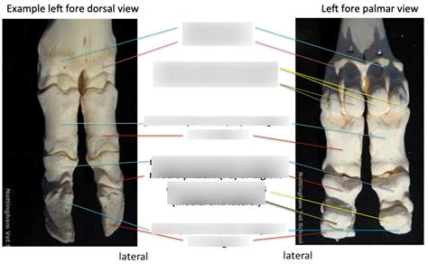 Bovine Distal Limb Bones Diagram Quizlet