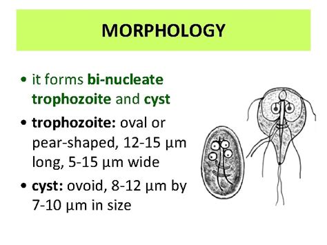 Giardia Lamblia Aka Giardia Intestinalis Or Giardia Duodenalis