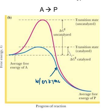 Lect Enzyme Kinetics Flashcards Quizlet