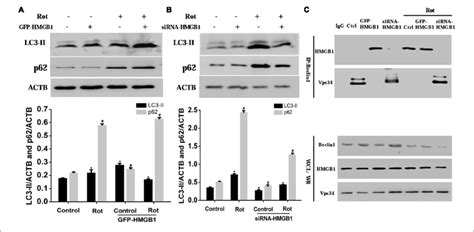 Hmgb1 Mediated Cellular Autophagy Dysfunction Via Beclin1 Vacuolar