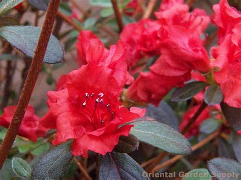 Azalea Girard Hot Shot Oriental Garden Supply