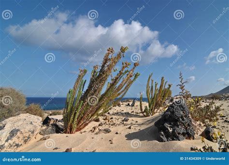 Plants in the Desert stock image. Image of drought, cloud - 31434309