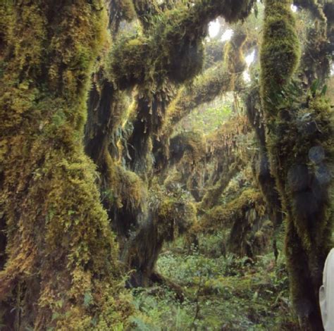 Estudio Sobre Los Bosques Nublados Y De Neblina En Santa Cruz